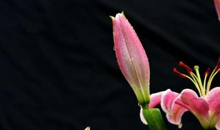 一心一意爱上你 一心一意爱上你